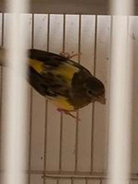   Canari  