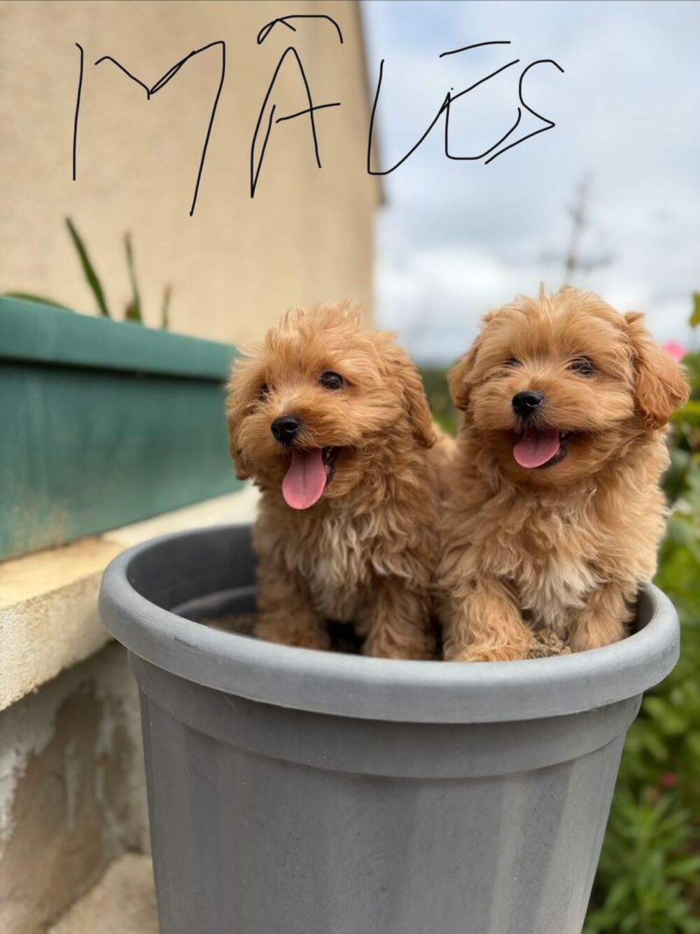   Maltipoo  