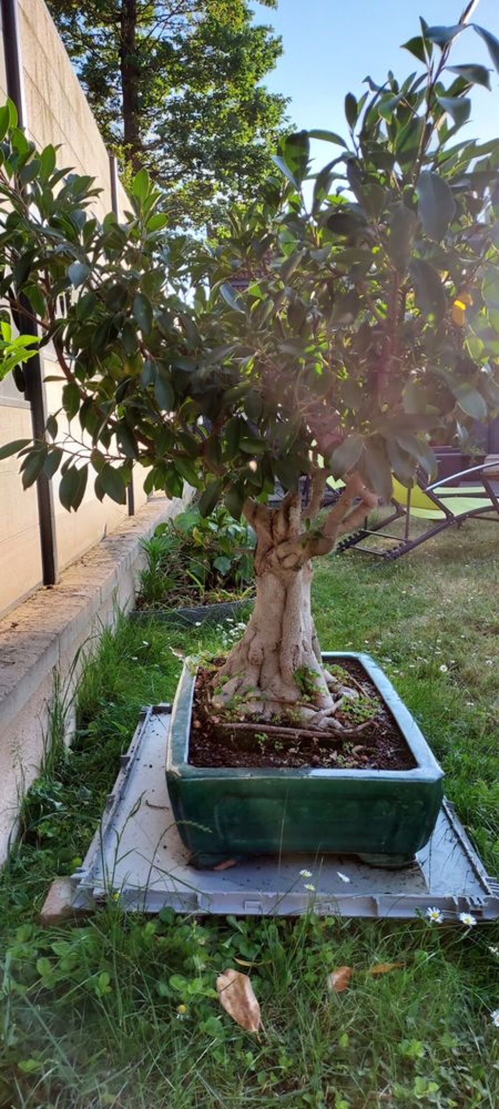 Bonsai Ficus Jardin