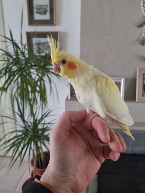 Calopsitte eam 150 86380 Marigny-brizay