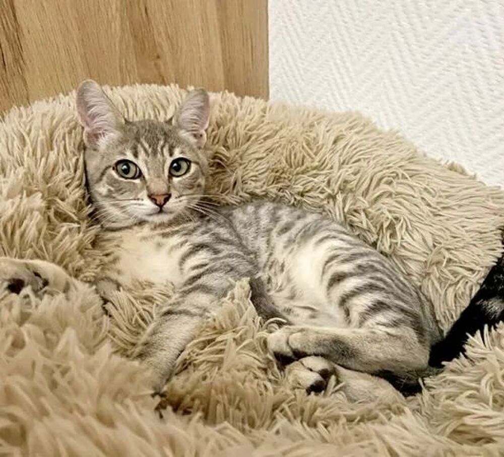   ROMEO adorable chaton 4 mois cherche famille 
