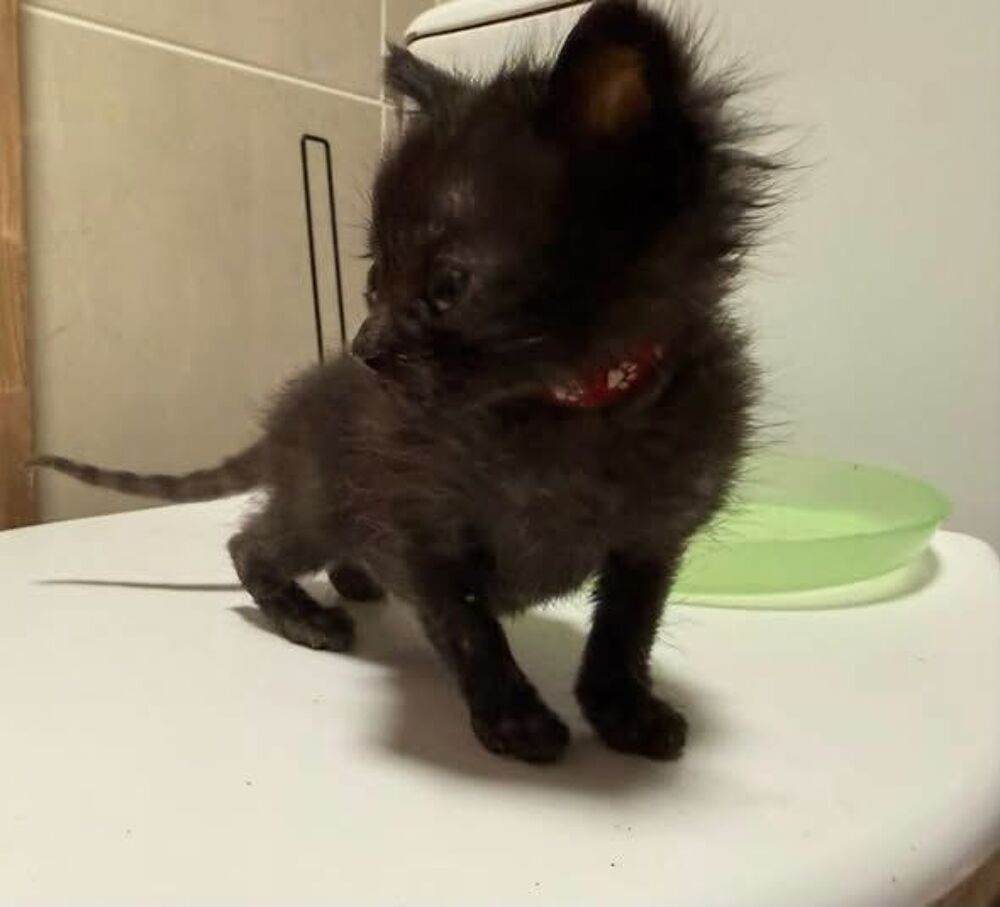   Chat SPIDEY à l adoption 