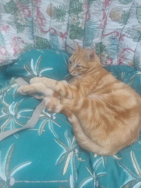 Garde vos animaux: chats, chiens, poules, lapins et poissons 0 01330 Villars-les-dombes