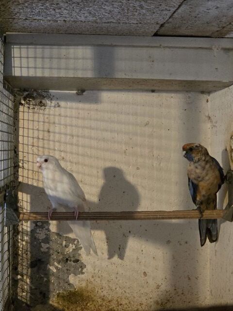 Couple Perruche de PENNANT 0 67500 Weitbruch