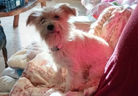 Princesse, adorable petite chienne &agrave; adopter 150 18210 Bessais-le-fromental