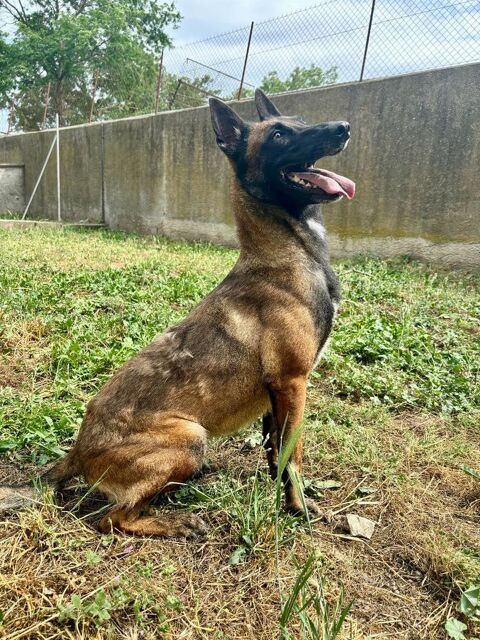 ALIZEE, malinoise, 4 ans 220 34500 B�ziers