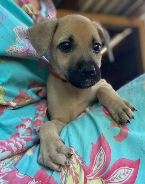 Lady, femelle, berger, née le 30/04/2025 300 93000 Bobigny