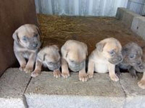   a réserver 9 bébés cane corso il y a 5 males et 4 femelles 