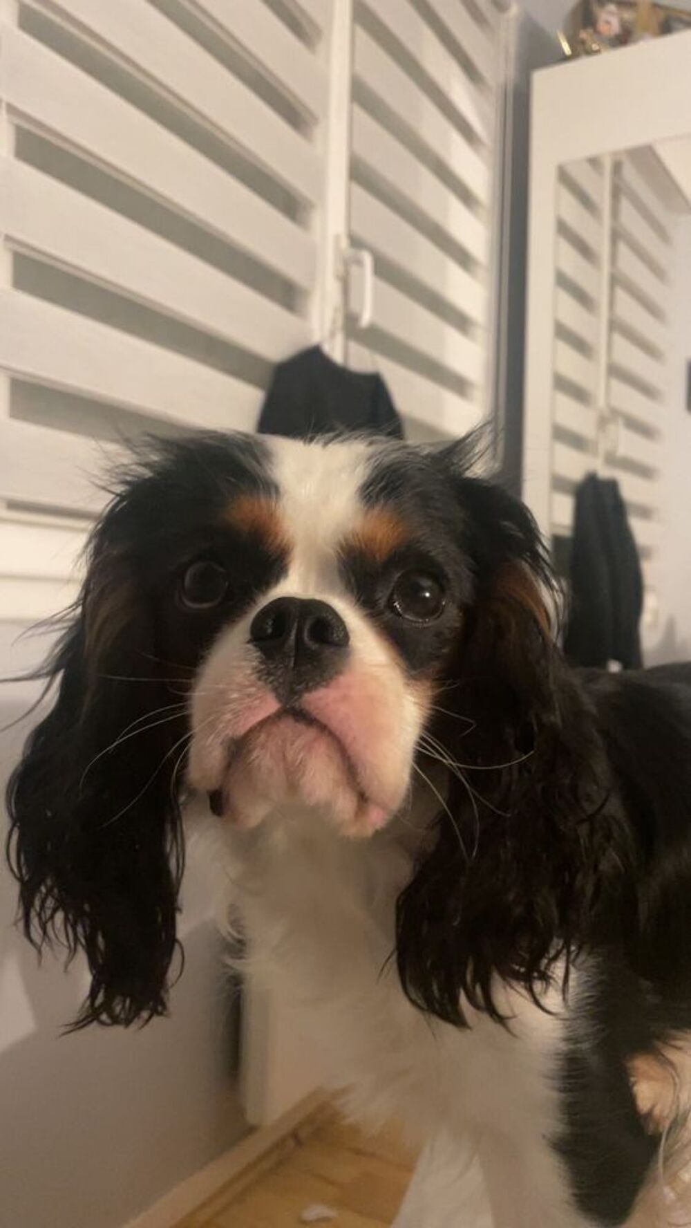   de saillie d'un cavalier King Charles lof de 18 mois 