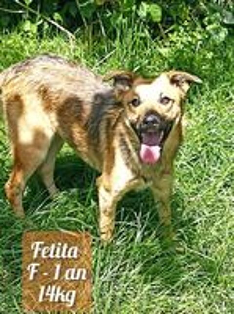   FETITA FEMELLE  ST�RILIS�E 1 AN A SAUVER DE ROUMANIE 2 POUR ADOPTION OU ACCEUIL  