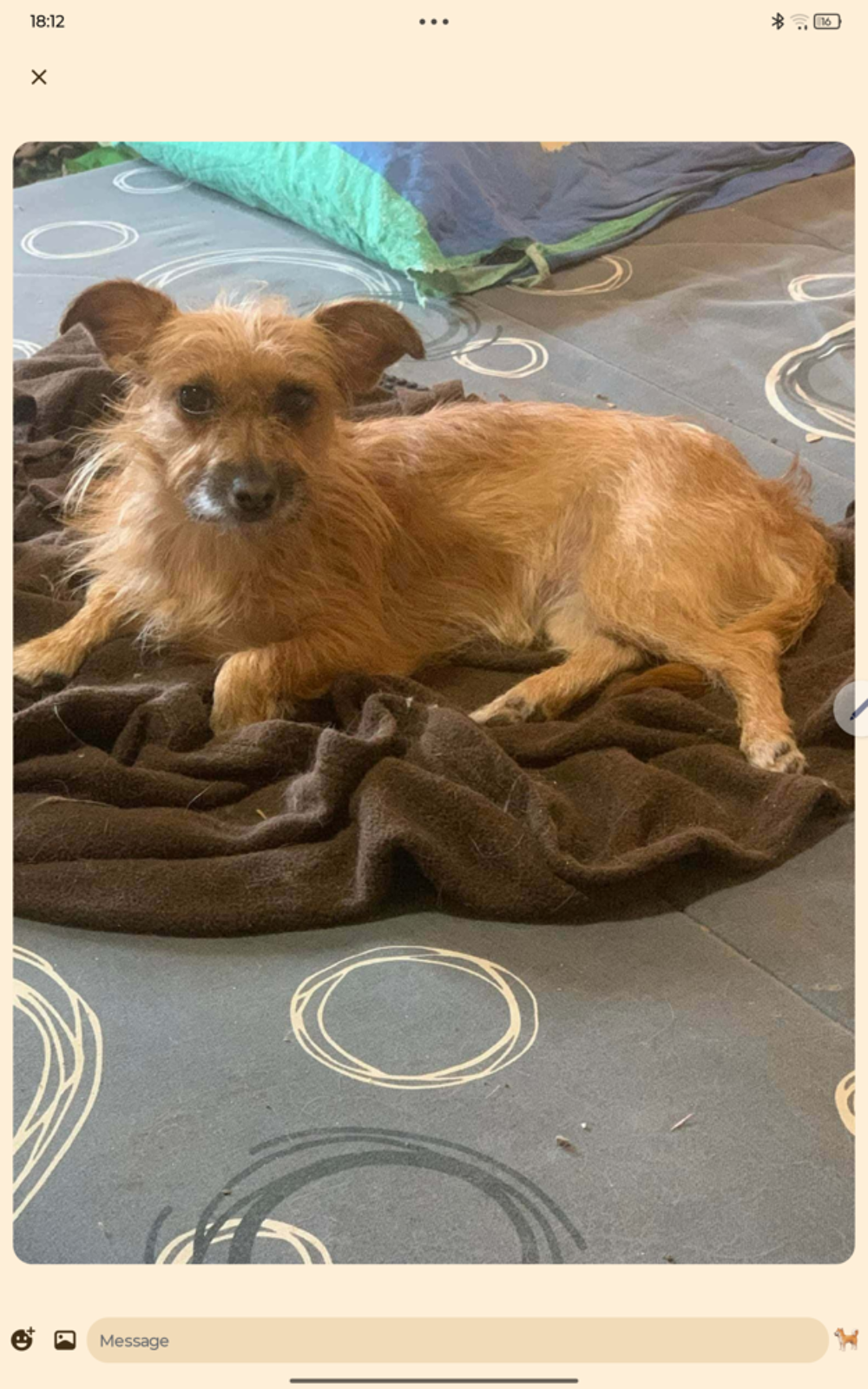   Petite chienne gentille ayant besoin du cour  