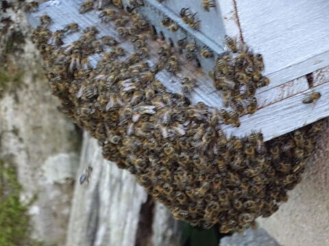 essaim d'abeilles 2025 80 86240 Fontaine-le-comte