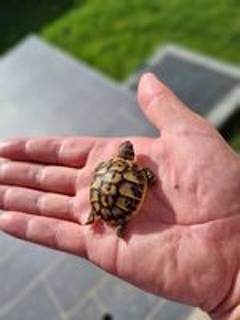   Tortues nes en juin 2024 