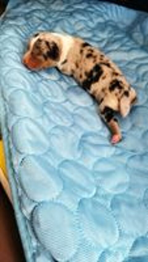   Chiots Berger australien lof 