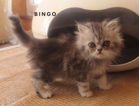 3 SUPERBES CHATONS PERSANS MALES LOOF A RESERVER 900 43100 Javaugues