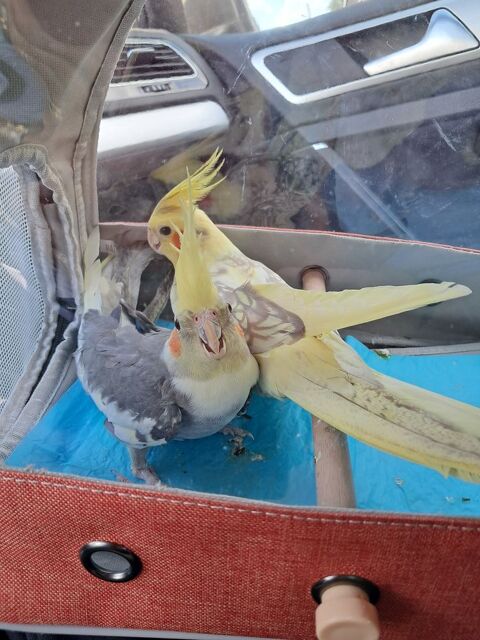 Couple calopsitte 0 57290 Fameck