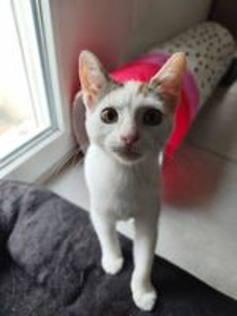   Judy jolie chatonne tricolore ok chats et chiens 