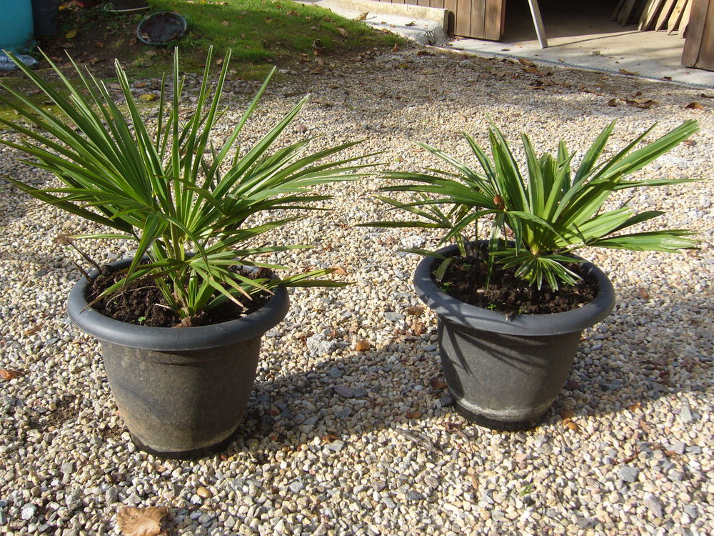 palmier chanvre en pot ( vari&eacute;t&eacute; trachycarpus) Jardin