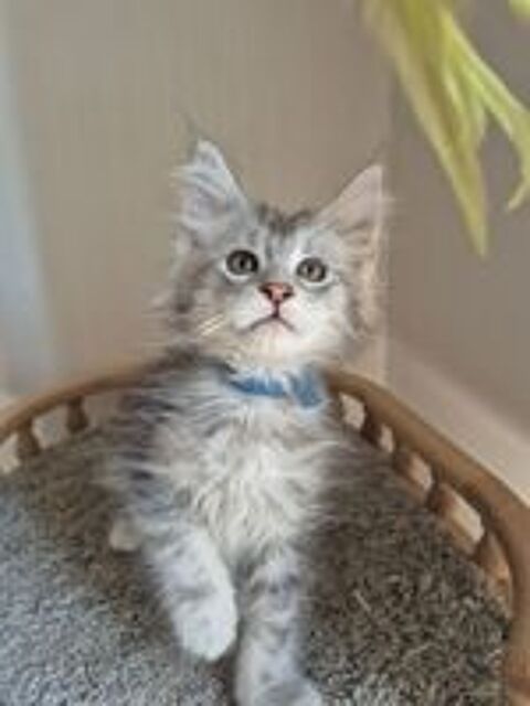   A réserver - Superbe portée de 6 chatons Maine Coon LOOF- Va 