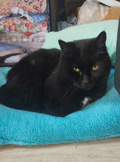 PEARL 200 35132 Vezin-le-coquet