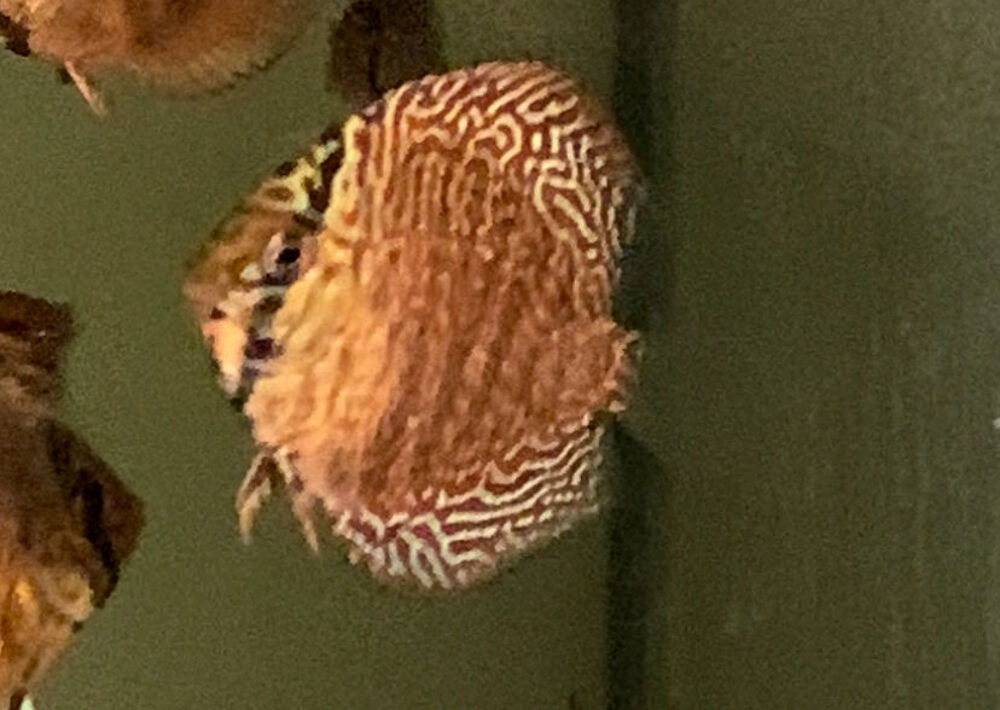 Discus Jardin