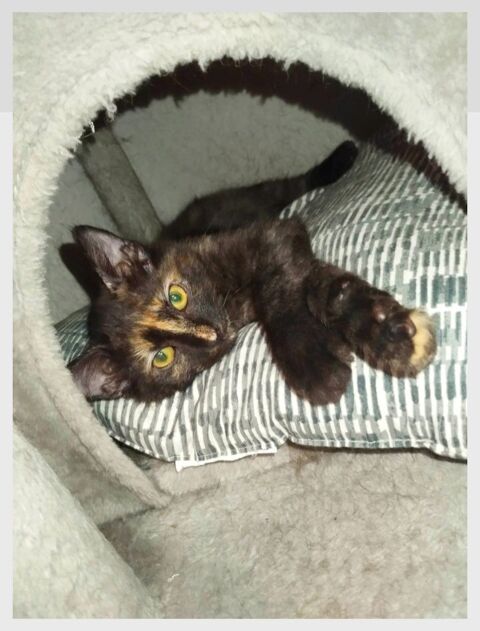 TANIA 220 95610 ragny