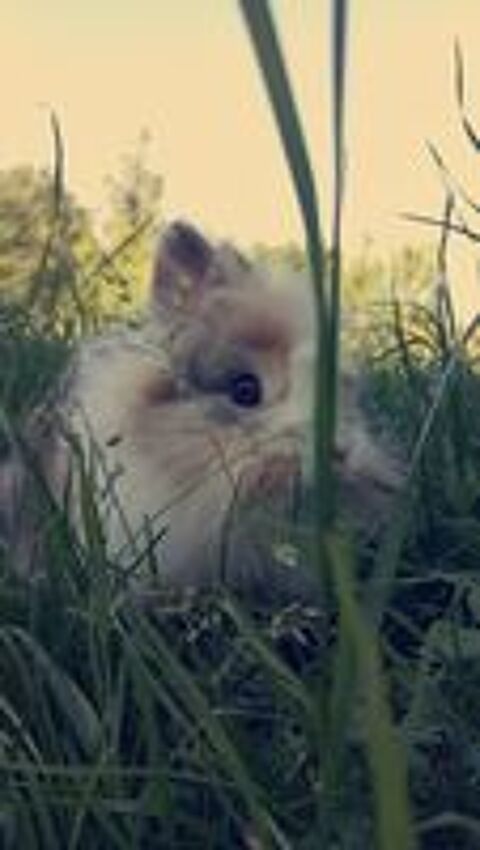   Lapins nains angora 