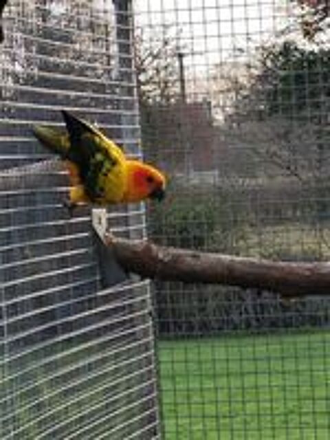   conures soleil et caiques 