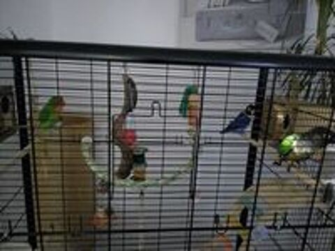   .conure de molinae élevé à la main +couple inséparable 
