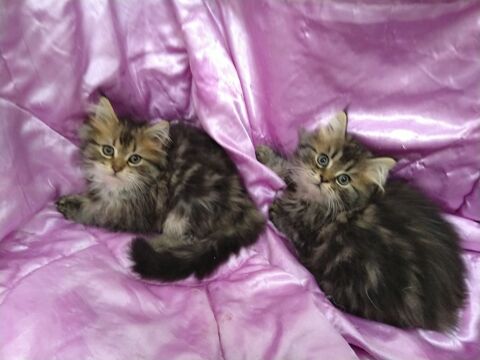  Dispos desuite 2 persans  Males 690 07600 Vals-les-bains