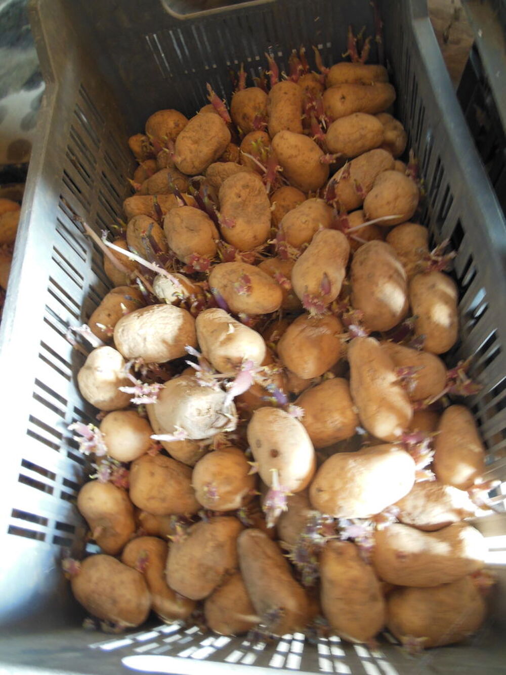 Pommes de terre 2023 non trait&eacute;es consommation ou semence Jardin