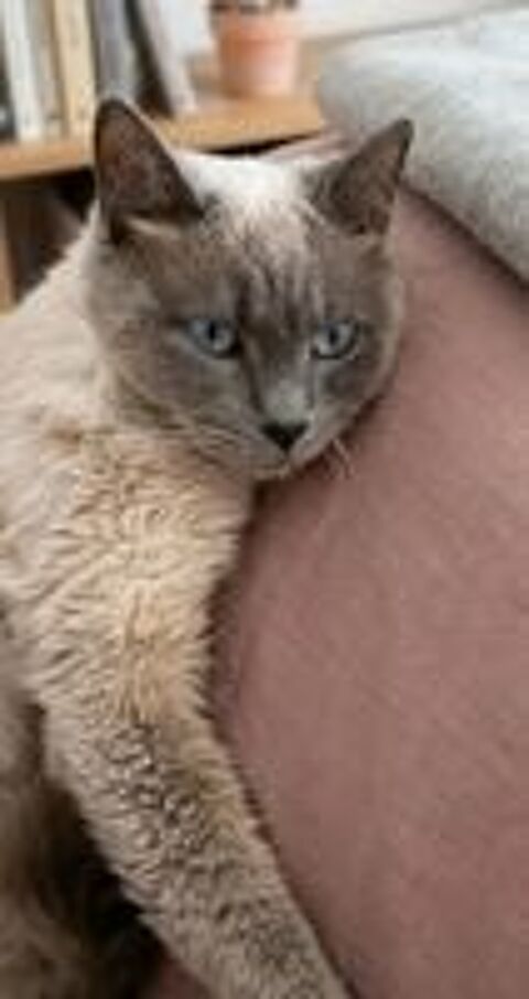   Minou gentil chat 6 ans cherche adoptants 