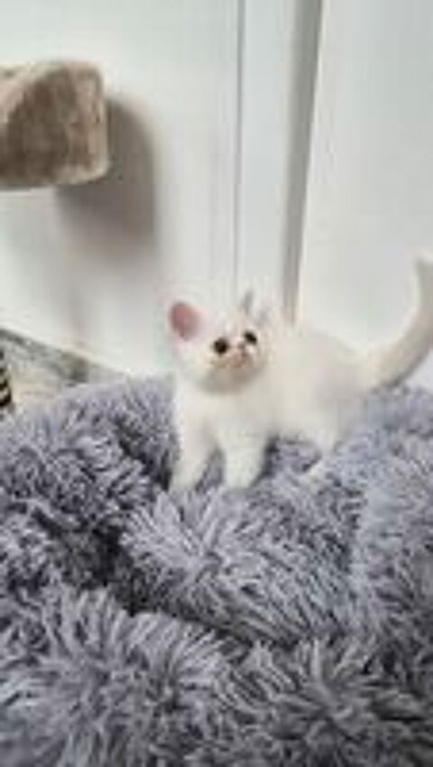   Chaton exotic shorhair  male 