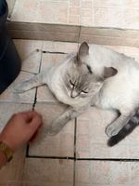   Nous donnons notre chat de cinq ans pour raisons familiales, 