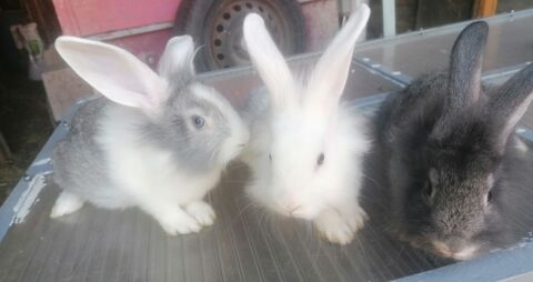 lapins 45500 Saint-martin-sur-ocre