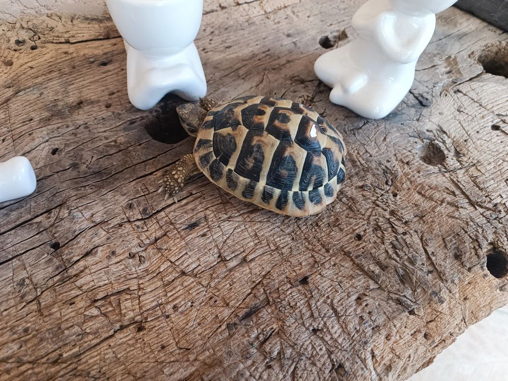   Tortue grecque age 1 / 2 ans  