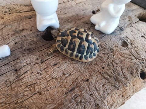 Tortue grecque age 1 / 2 ans 50 81310 Lisle-sur-tarn
