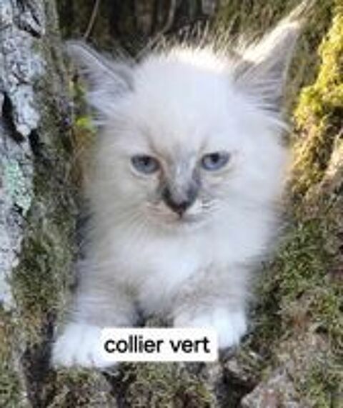   Chaton sacré de Birmanie mâle loof  