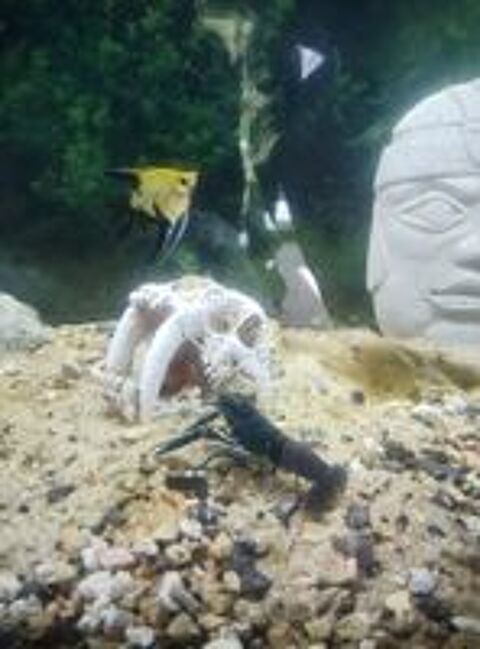   Crevette bleu aquarium  