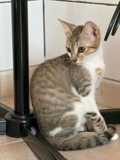 Chat TEXAS &agrave; l adoption 120 26790 Suze-la-rousse