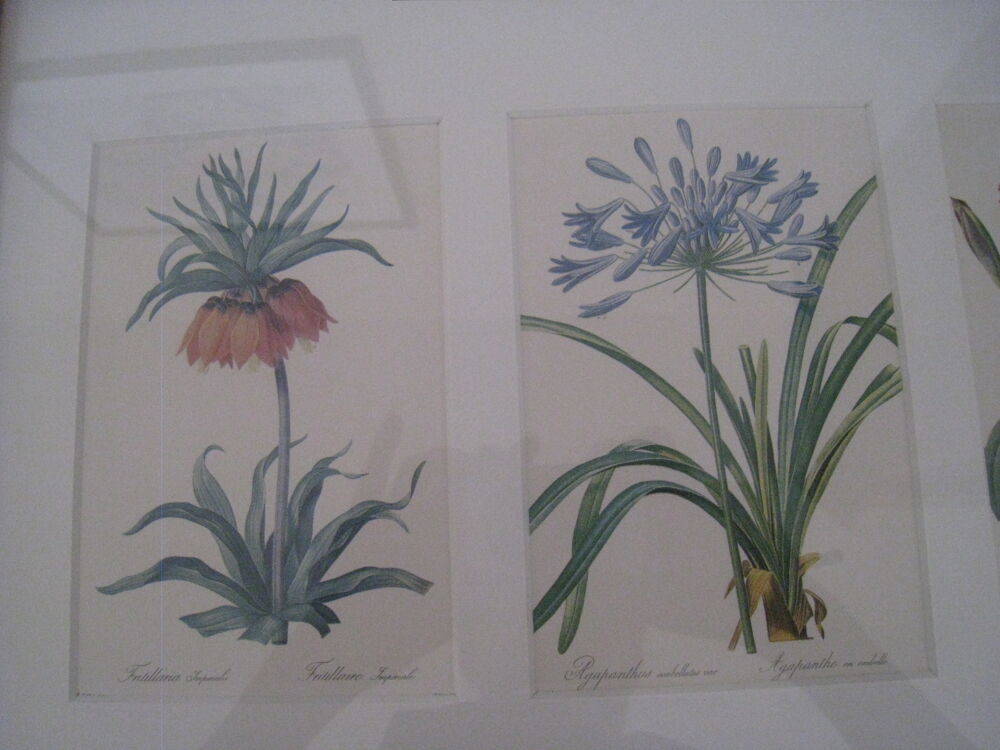 Tableau botanique, encadr&eacute;, vitr&eacute; Décoration
