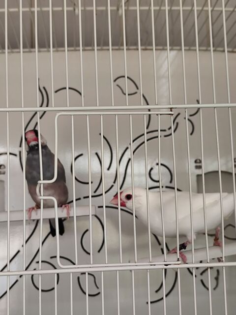 Couple de paddas de Java 60 49250 Brion