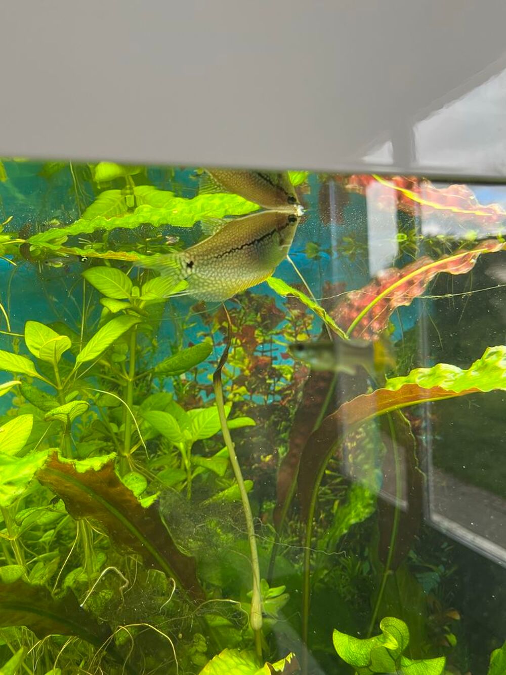 poissons Jardin