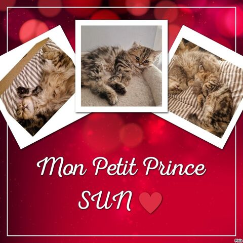 Magnifique Chaton Persan 700 10110 Bar-sur-seine