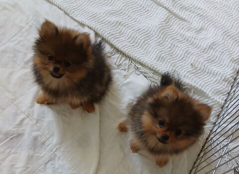 Chiots spitz type Pomeranie 2200 34190 Cazilhac