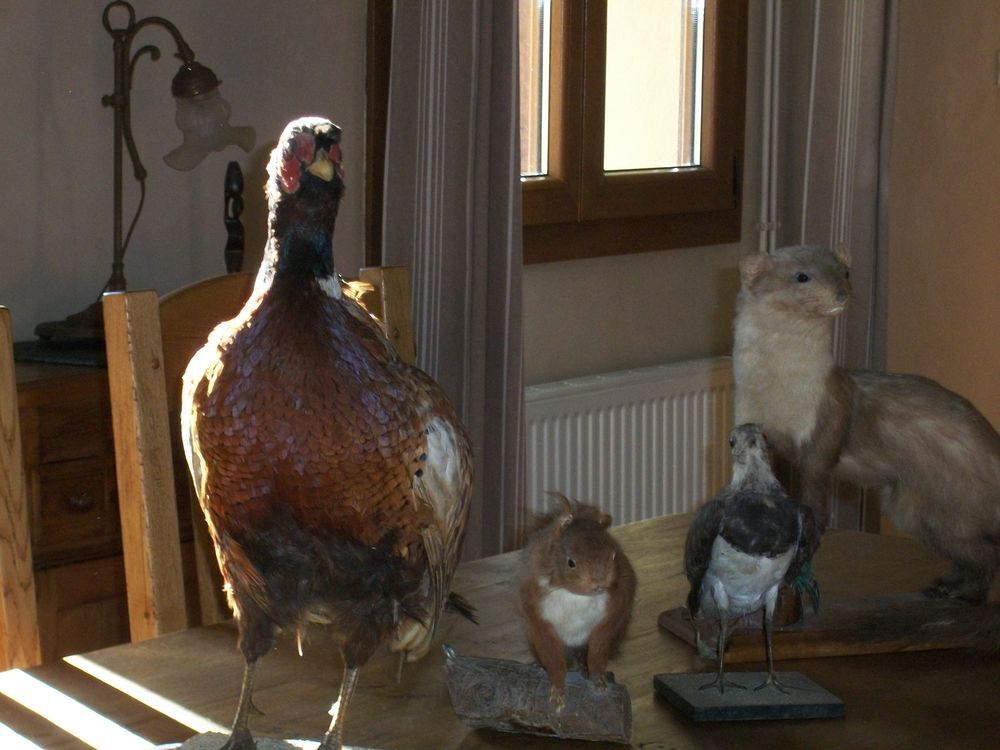Lot d'animaux empaill&eacute;s Décoration