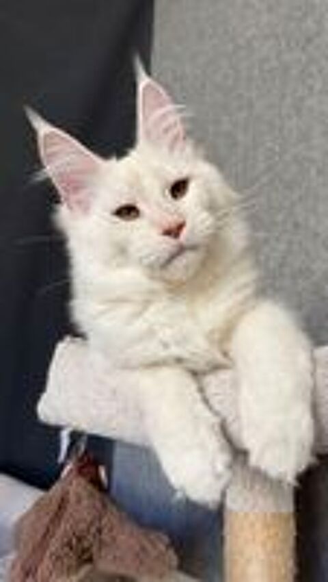   Magnifiques chatons Maine Coon LOOF  