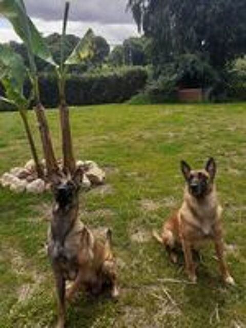   Chiots malinois à réserver . 