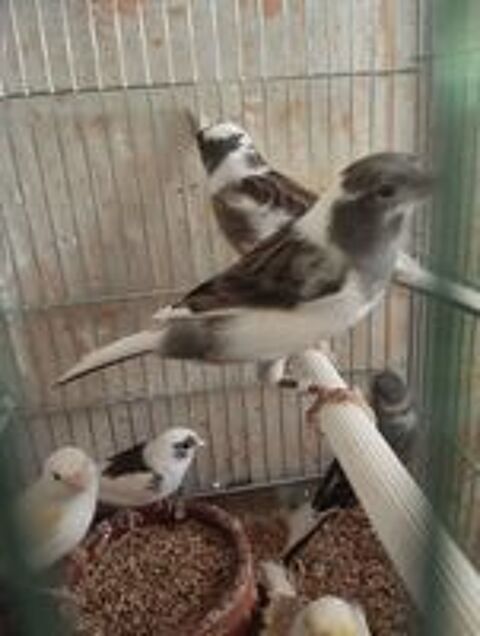   Canaries  