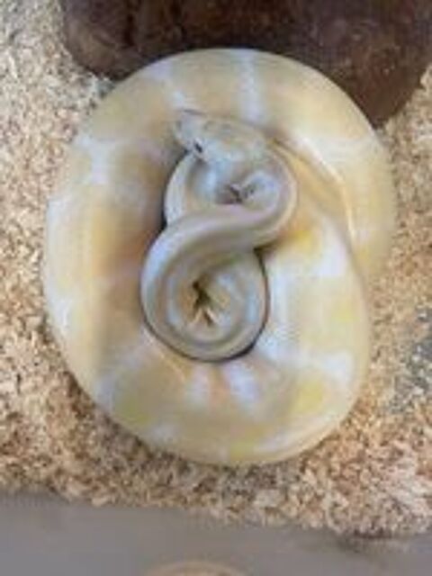   Serpent python regius albinos  